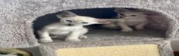 Siamese cats for sale: A litter of 3 beautiful Siamese kittens  - Advert 10