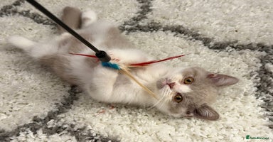 British Shorthair cats - Advert 7
