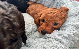 Mini Goldendoodle dogs for sale: A Bundle of Joy F1BB Mini Goldendoodle - Image 19