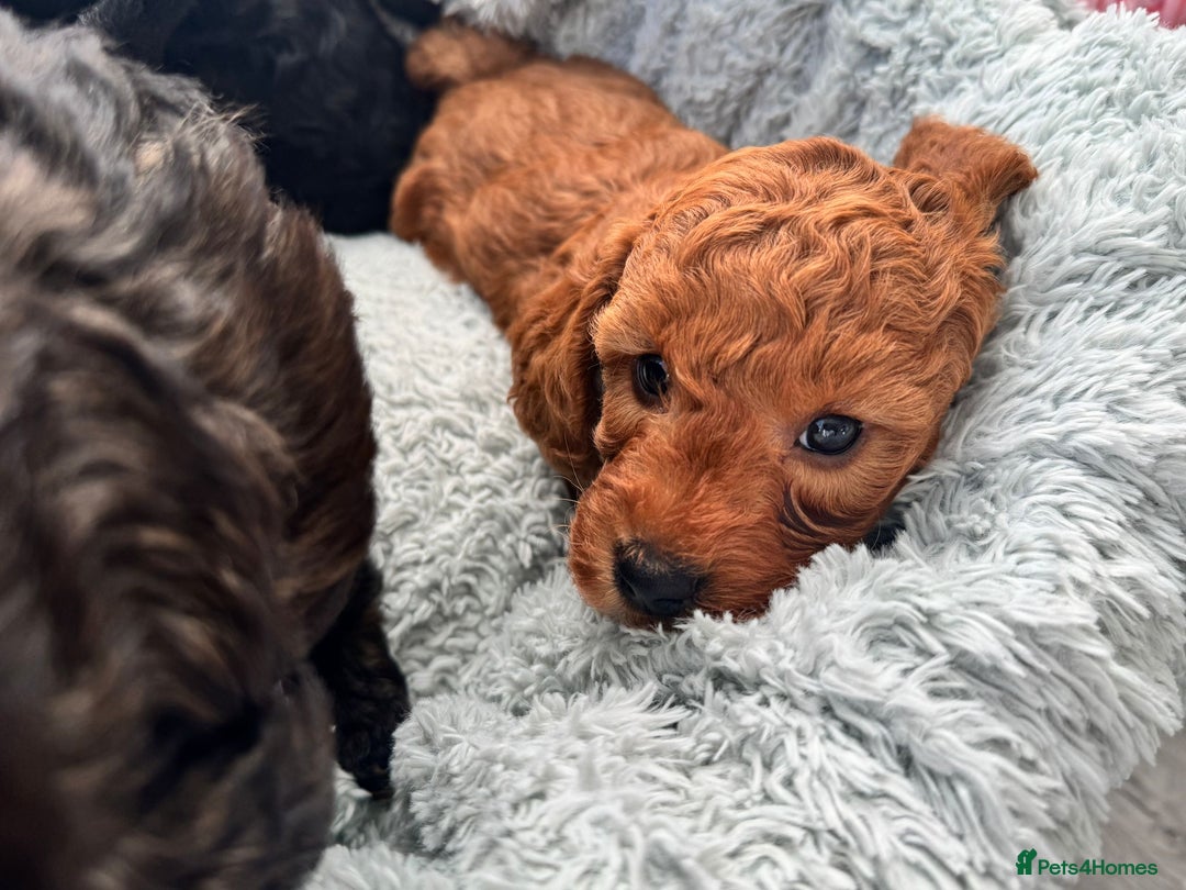 Mini Goldendoodle dogs for sale: A Bundle of Joy F1BB Mini Goldendoodle - Image 19