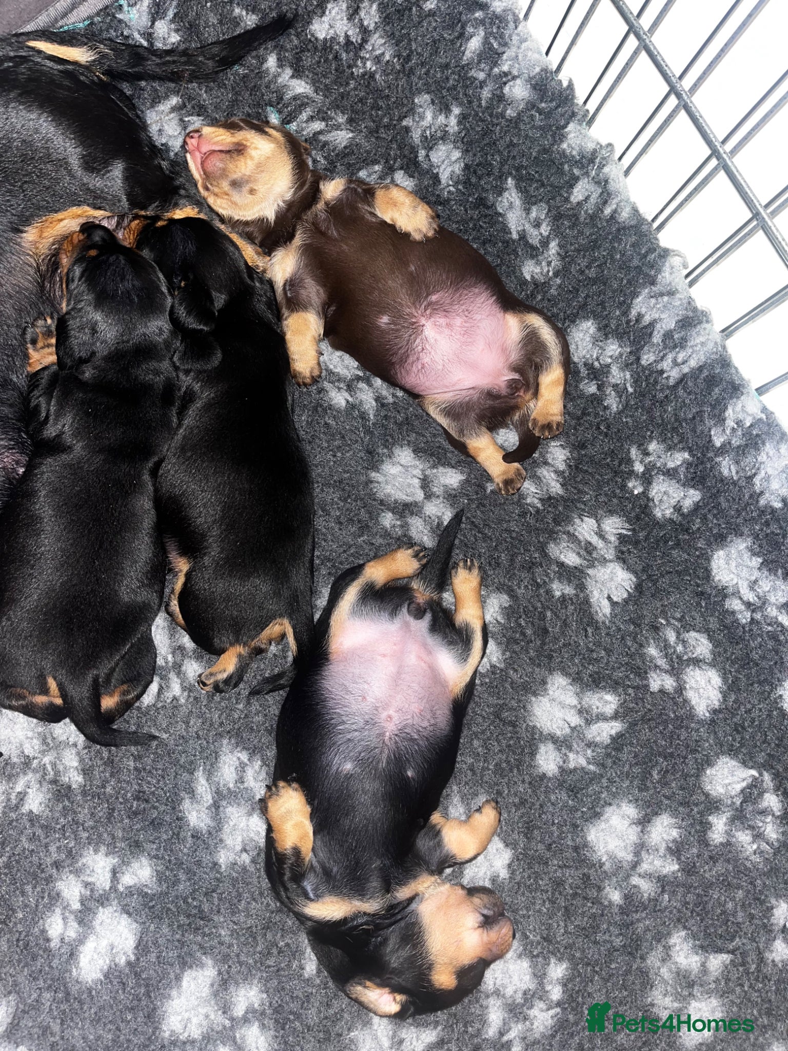 Miniature Dachshund dogs for sale: Miniature Dachshund puppies (smooth haired)  in Cheltenham - Advert 8