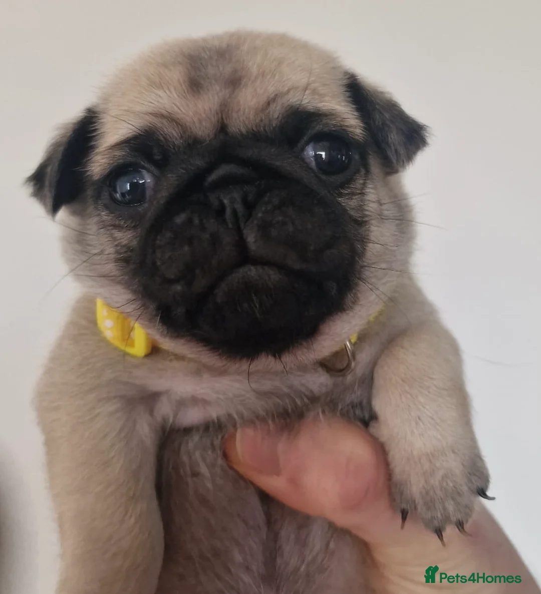 Pug dogs for sale: 🐾Two Pug Puppies  🐾 - Advert 2