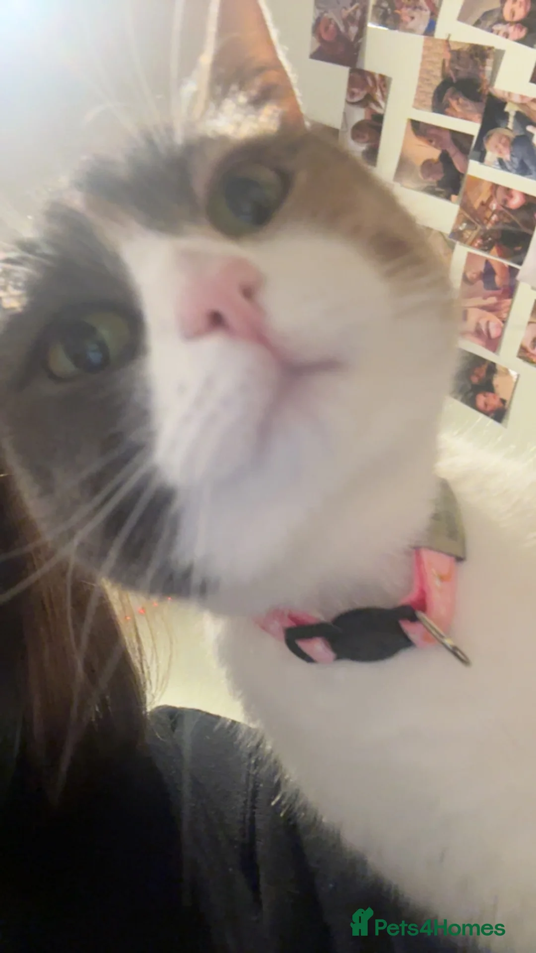 British Shorthair cats for sale: MIA british shorthair in Leeds - Advert 2