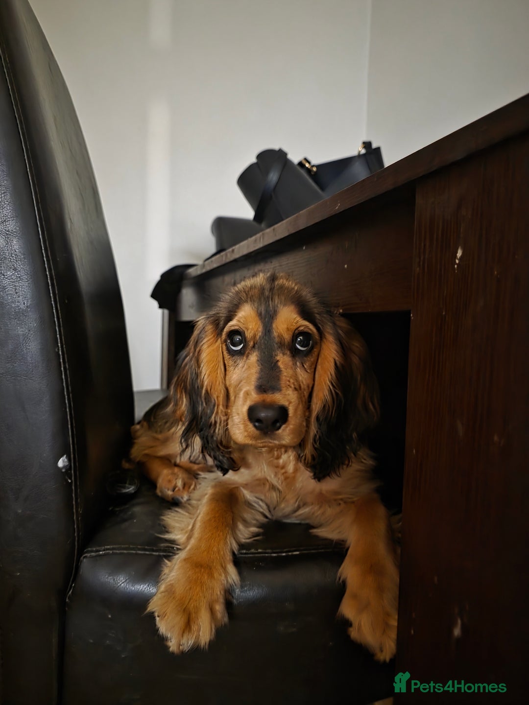 Cockapoo dogs for sale: Cockapoo+Show Cocker for REHOME - Advert 5