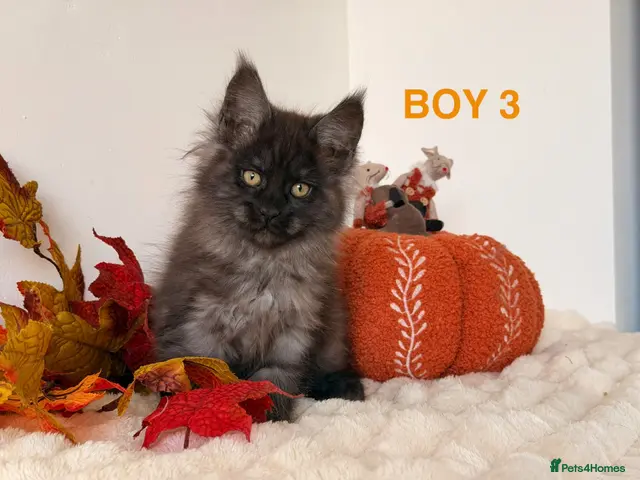 Maine Coon cats for sale: ONLY 2 LEFT SHOW QUALITY MAINE COON KITTENS - Advert 13