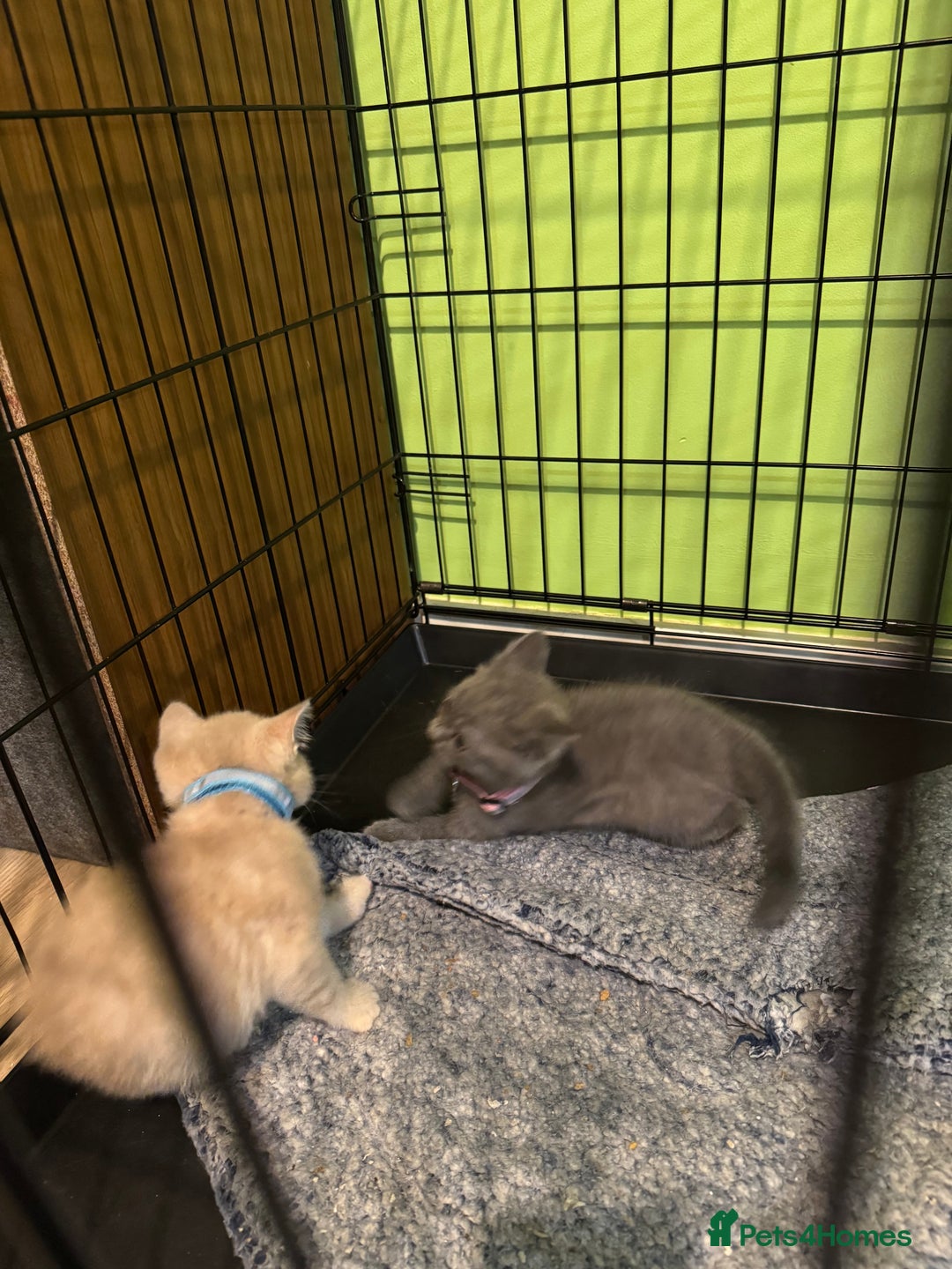 British Shorthair cats for sale: Lovely British shorthair kittens  - Advert 9