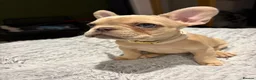 French Bulldog dogs for sale: 🐾 FRENCH BULLDOG PUPPIES 🐾 - Advert 8