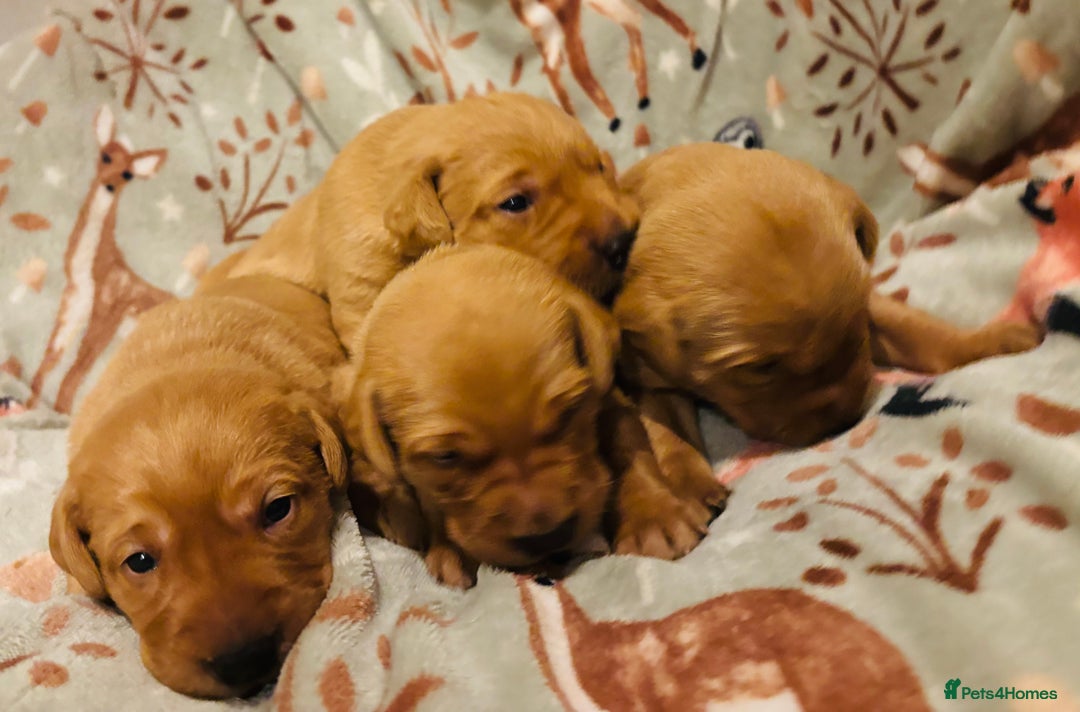 Labrador Retriever dogs for sale: Plump little Red Labrador Puppies! - Image 32