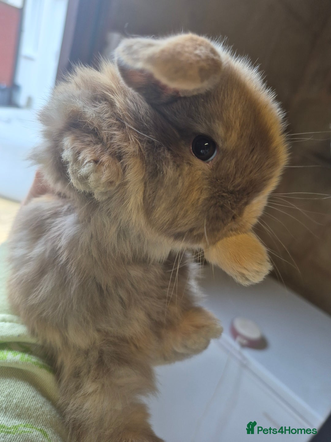 Mini Lion Lop rabbits for sale: Mini lops ready  **  - Advert 2