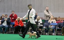 Chihuahua dogs for sale: Exquisite Chihuahua puppies - Image 8