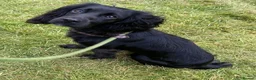Cocker Spaniel dogs for sale: Lillie- Beautiful 2yr Old Cocker Spanial Girl - Advert 8
