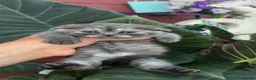 Scottish Fold cats for sale: Scottish fold kitten - Advert 2