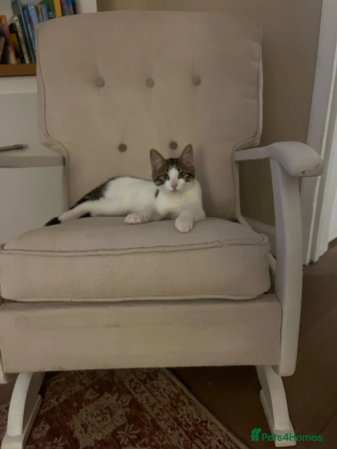 Domestic Shorthair cats for sale: Tabby and white cat  in Shipston-on-Stour - Advert 6