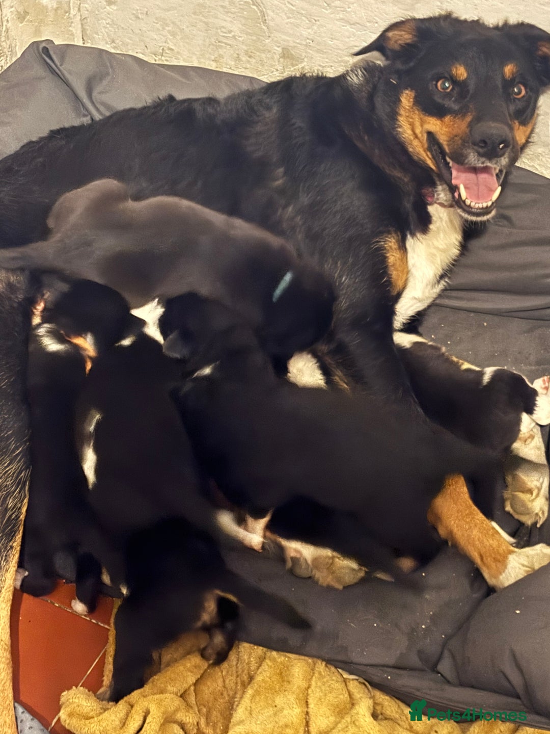 Mixed Breed dogs for sale: Beautiful Huntaway x Collie pups  - Image 27