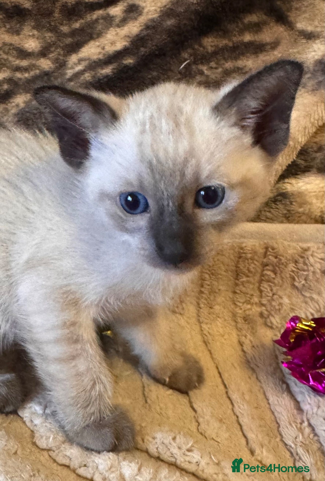 Siamese cats for sale: Beautiful Siamese kittens - Advert 5