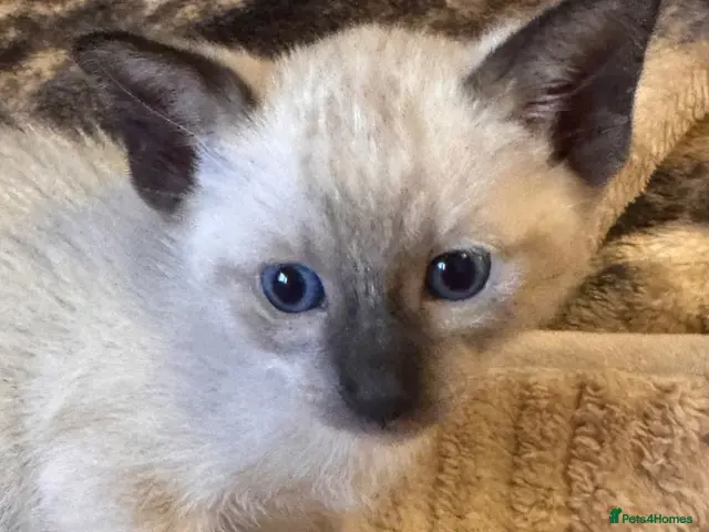 Siamese cats for sale: Beautiful Siamese kittens - Advert 2