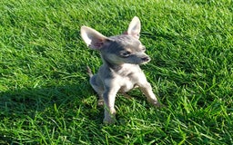 Mixed Breed dogs for sale: Stunning unique 3/4 Chihuahua x Italian greyhound  - Image 2