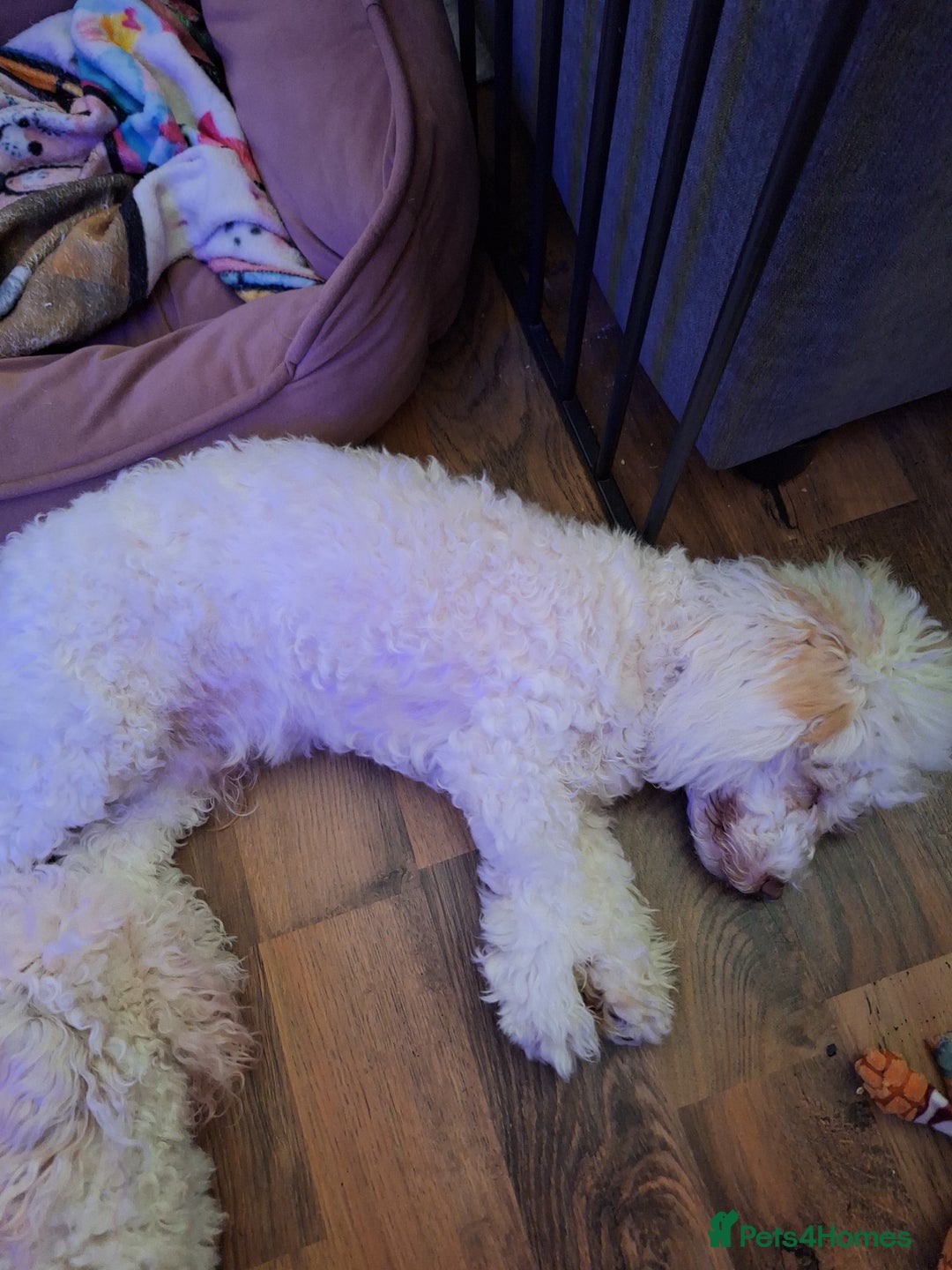 Maltipoo dogs for sale: Beautiful little poodle  - Image 1