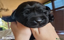 Labrador Retriever dogs for sale: Labrador Retriever Puppies - Image 10