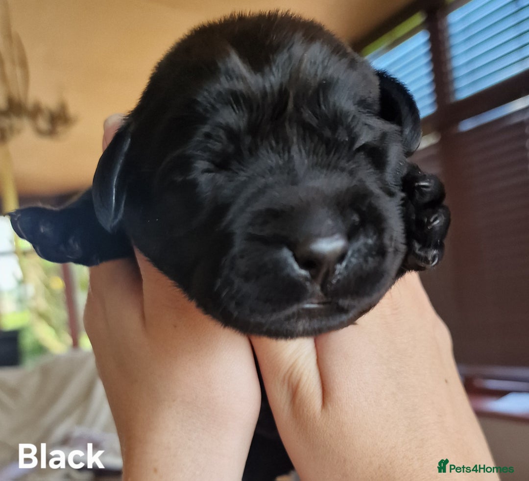 Labrador Retriever dogs for sale: Labrador Retriever Puppies - Image 10