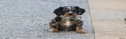 Cockapoo dogs for sale: Beautiful Cockerlierpoo puppies for sale - Advert 8