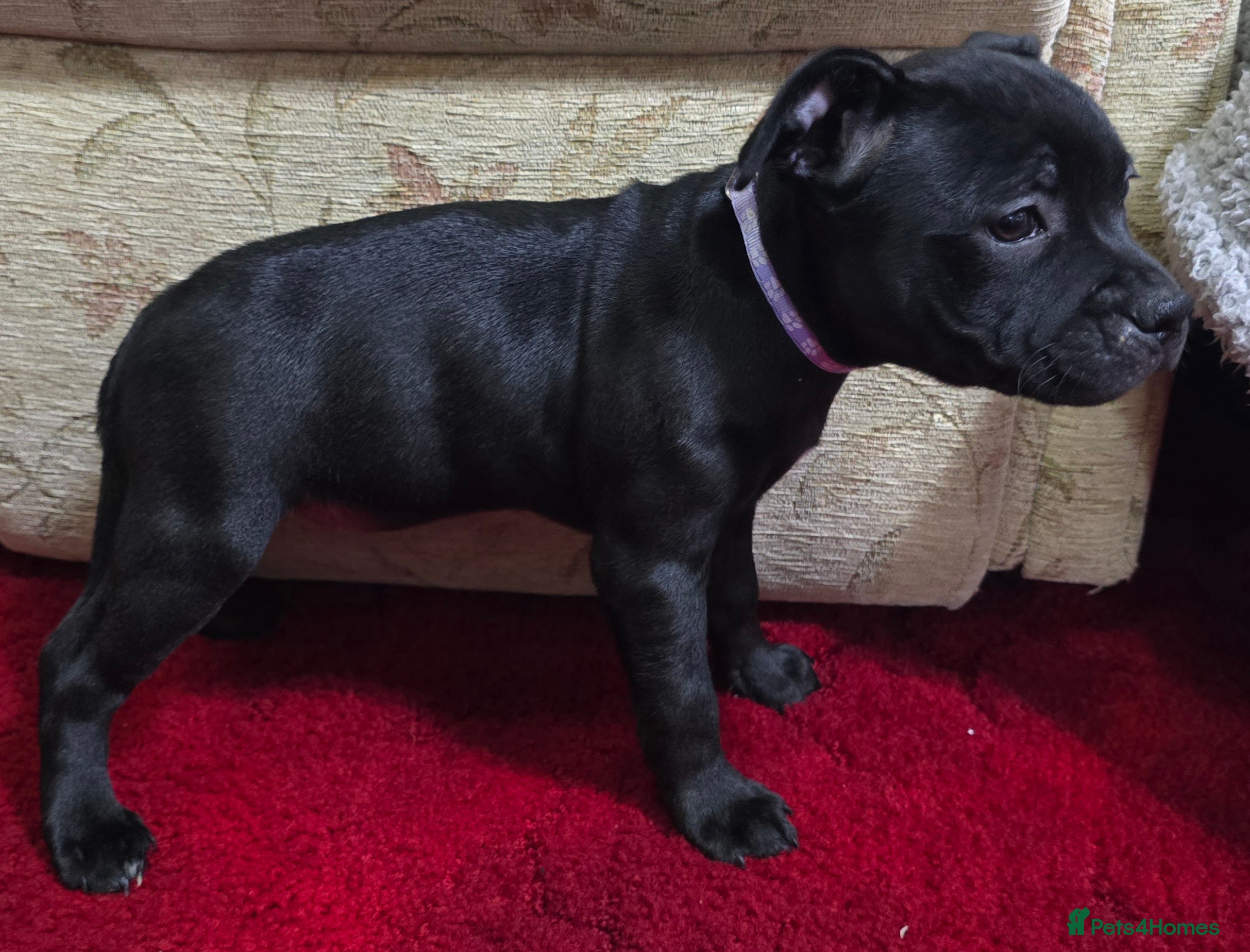 Staffordshire Bull Terrier dogs Champion kc stafford pups ready to leave now   - Advert 3
