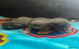 Persian cats for sale: Persian kittens  - Image 2