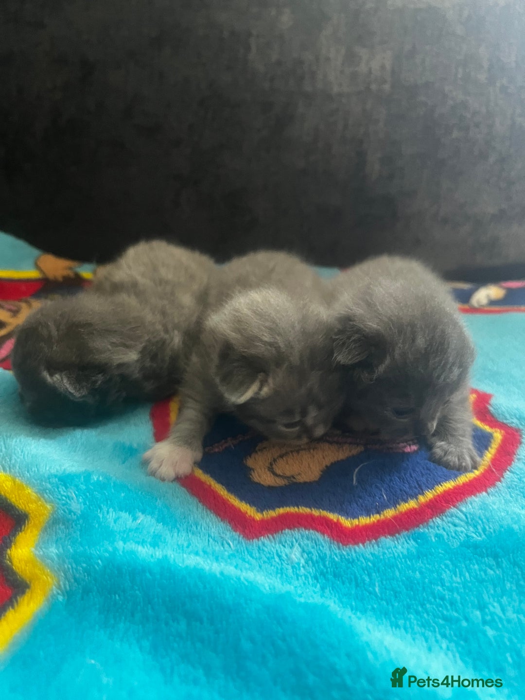 Persian cats for sale: Persian kittens  - Image 2