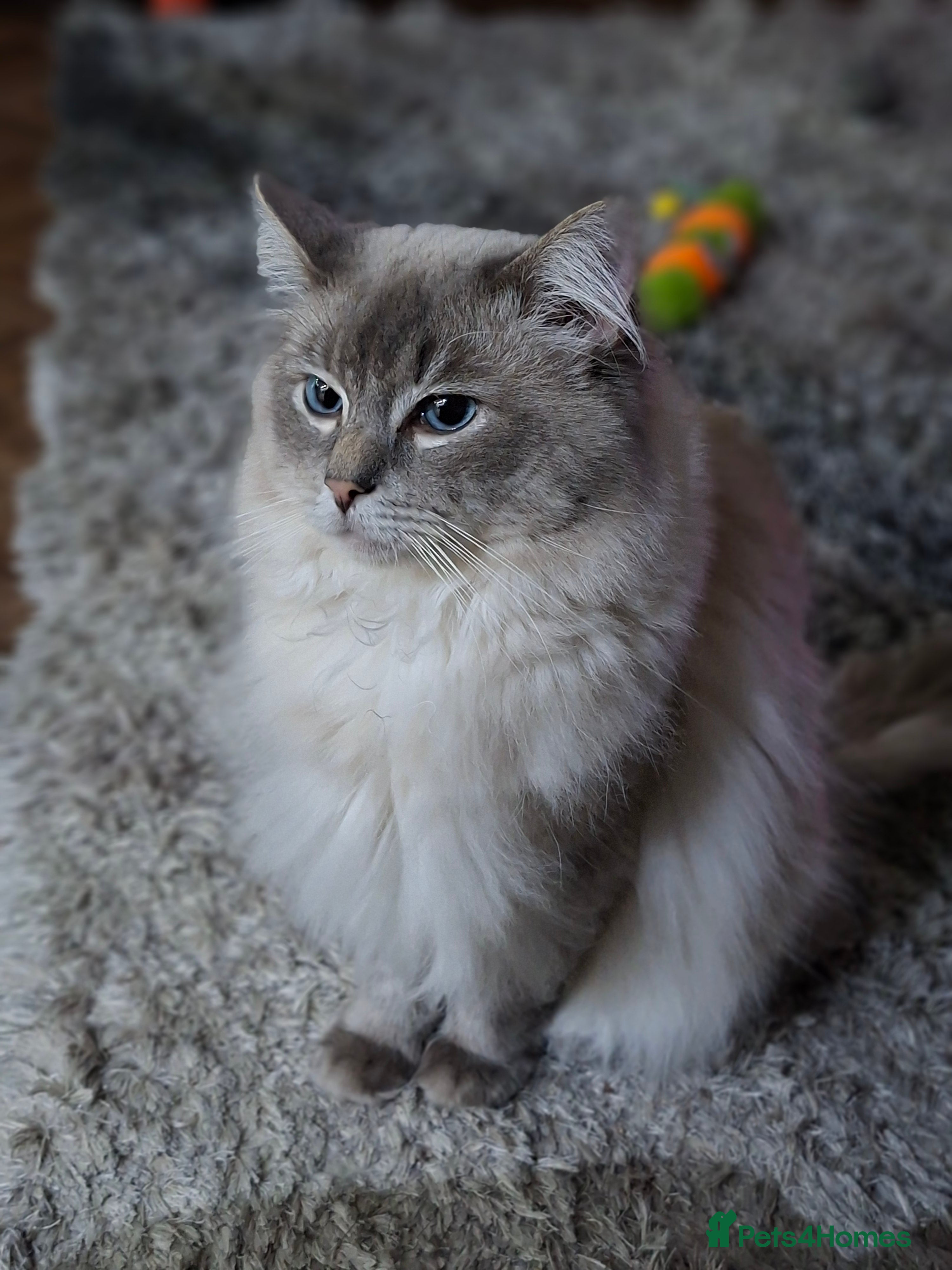 Ragdoll cats Ragdoll Stud  in Manchester - Advert 18