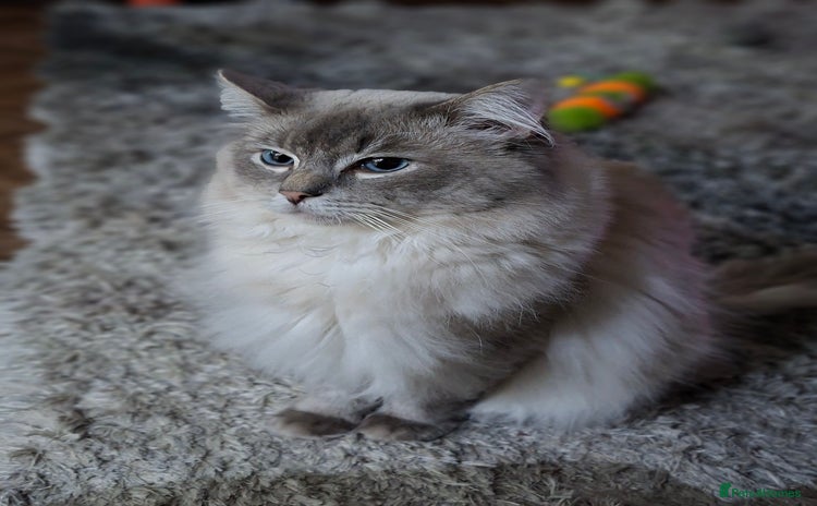 Ragdoll cats Ragdoll Stud  in Manchester - Advert 1