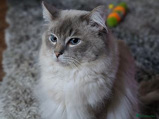 Ragdoll cats Ragdoll Stud in Manchester - Advert 16