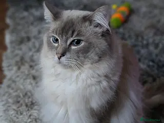 Ragdoll cats Ragdoll Stud in Manchester - Advert 4