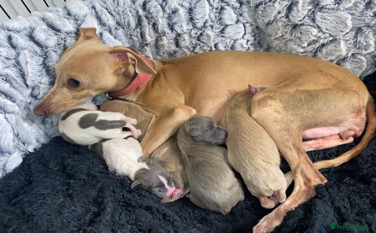 Italian Greyhound dogs - Advert 3