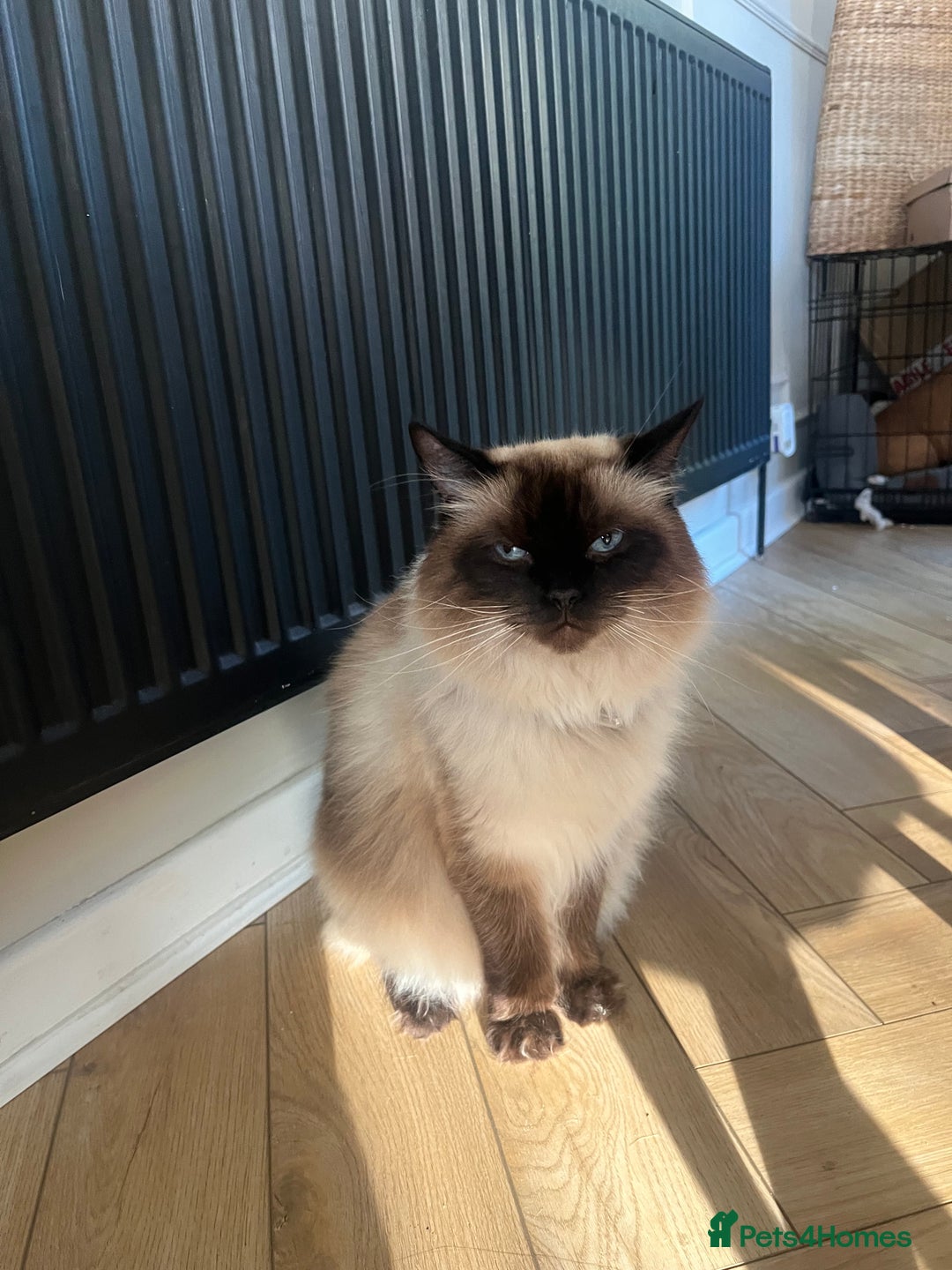 Ragdoll cats for sale: Ragdoll and Himalayan Persian for adoption/sale - Image 2