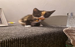 Mixed Breed cats for sale: Gorgeous calico kitten.. please read description  - Image 2