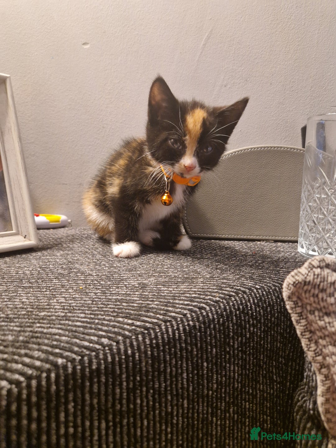 Mixed Breed cats for sale: Gorgeous calico kitten.. please read description  - Image 2