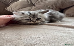 Persian cats for sale: Stunning silver Persian kittens  - Image 8
