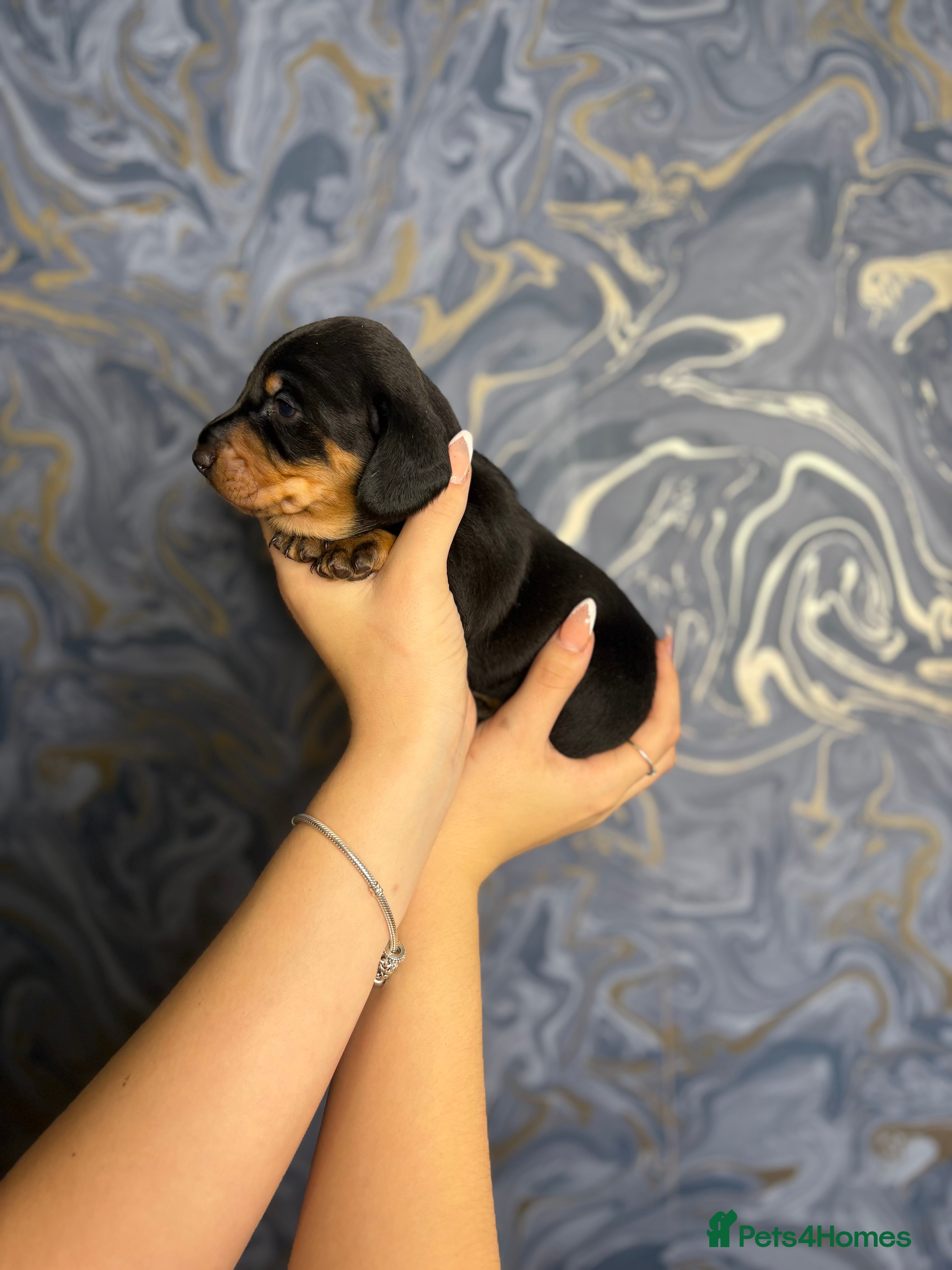 Miniature Dachshund dogs 🐶LAST BOY LEFT !🐶Ready this week ! - Advert 1
