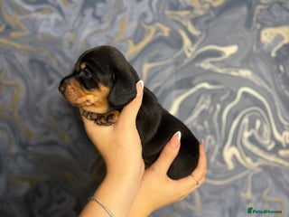 Miniature Dachshund dogs 🐶LAST BOY LEFT !🐶Ready this week ! - Advert 3