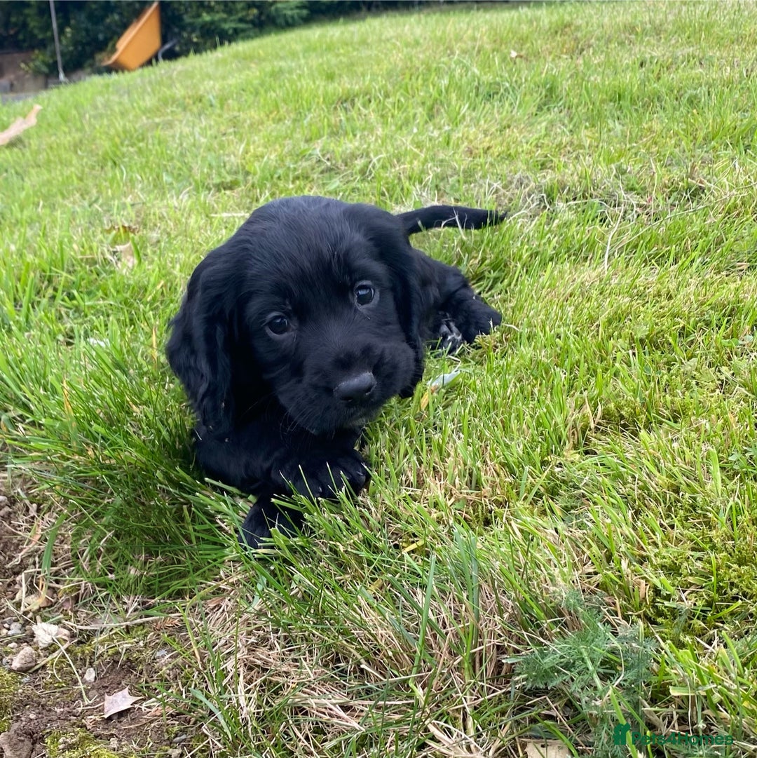 Cocker Spaniel dogs for sale: Cocker Spaniel Puppies - Image 12