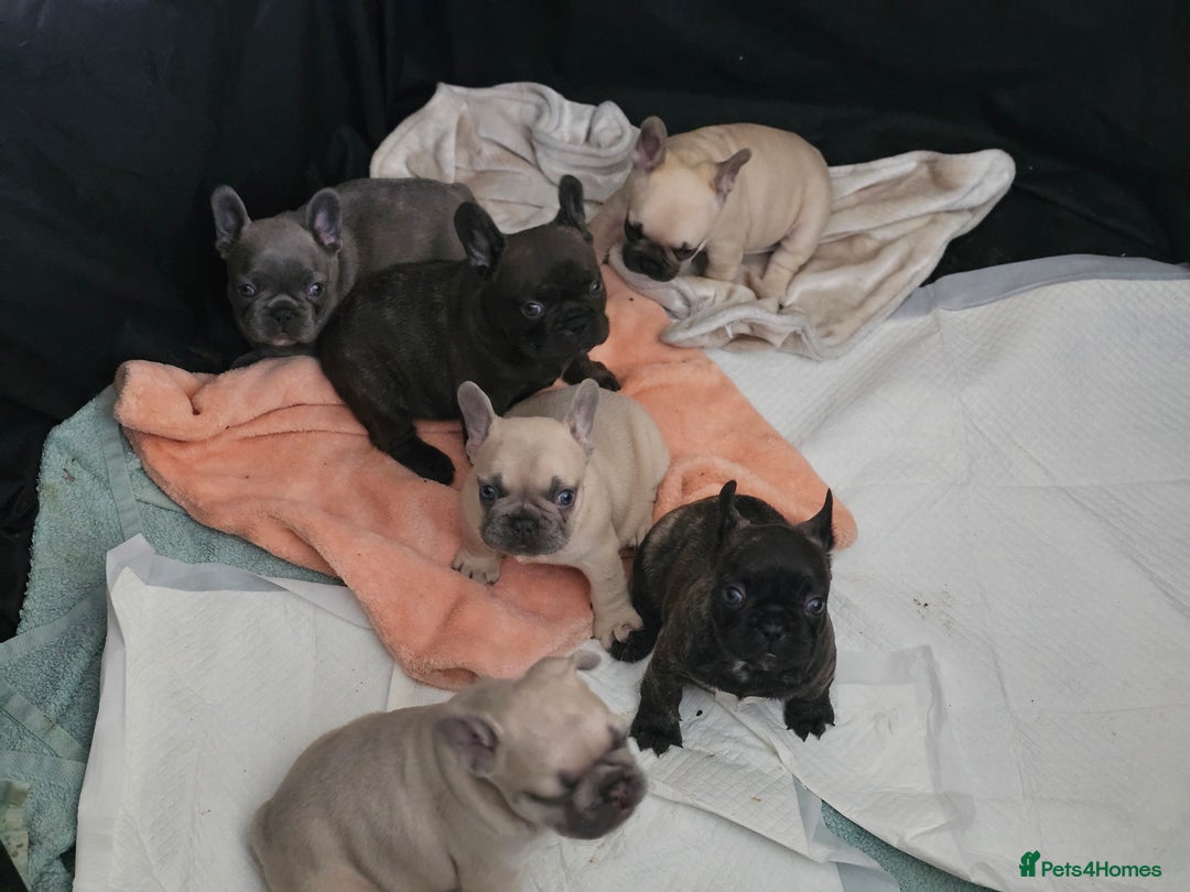 French Bulldog dogs for sale: French bulldog puppies  - Image 2