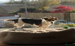 Jack Russell dogs for sale: Jack Russell for loving home - Advert 3