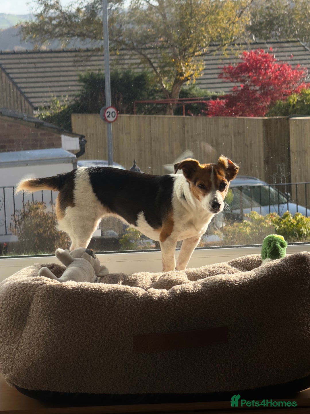 Jack Russell dogs for sale: Jack Russell for loving home - Advert 3