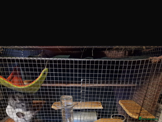 Chinchilla rodents 2 chinchillas for sale - Advert 1