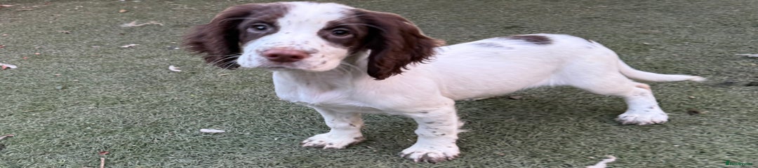 Cocker Spaniel Puppy 1