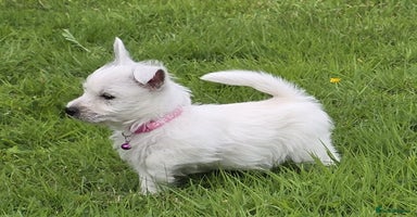 West Highland Terrier dogs - Advert 12