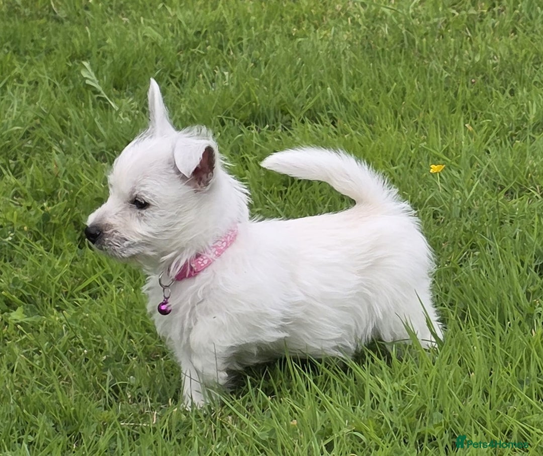 West Highland Terrier dogs for sale: White West Highland Terrier Puppy - Image 3
