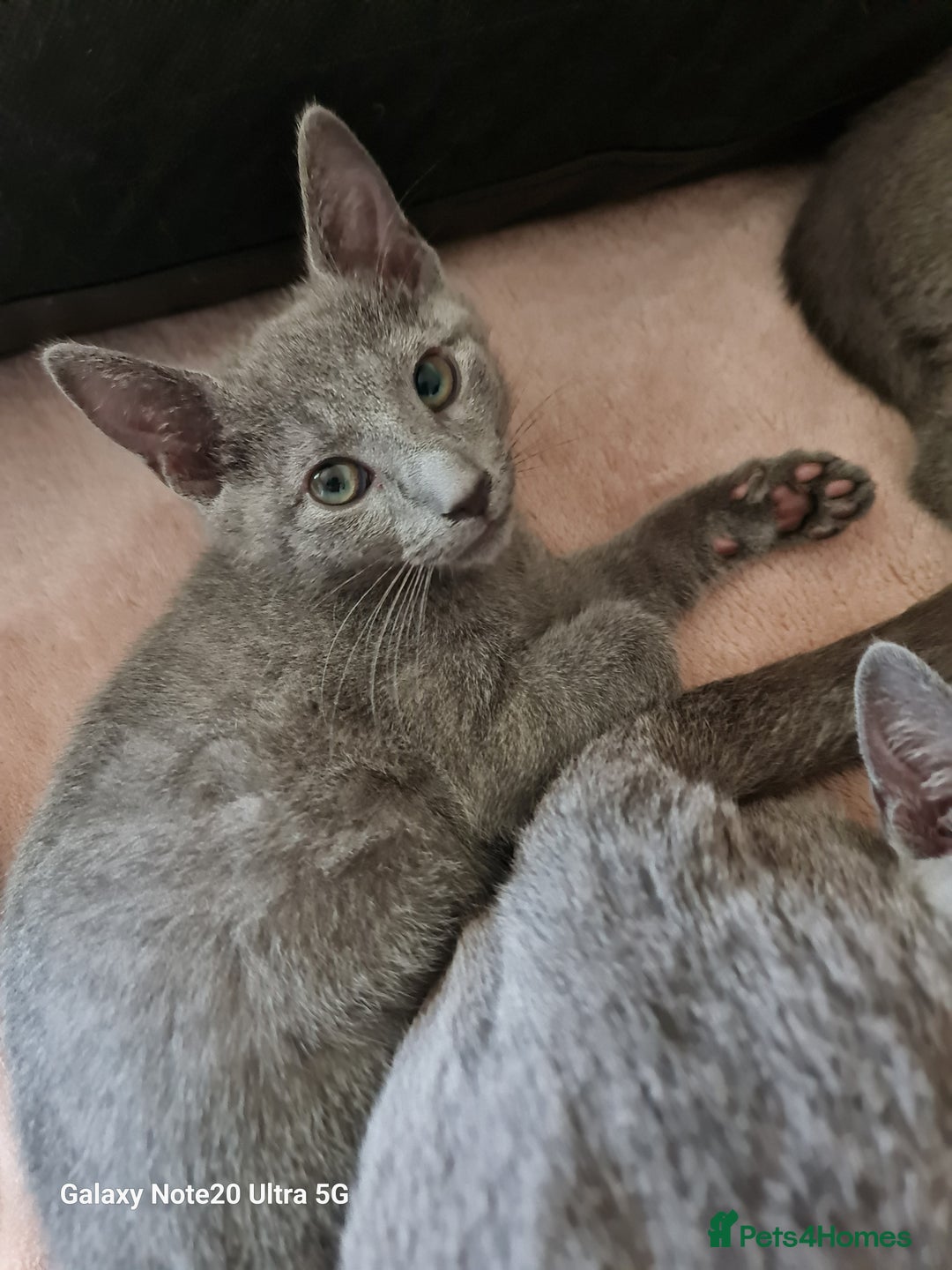 Russian Blue cats for sale: Stunning Russian Blue kittens-pure Pedigree - Advert 5