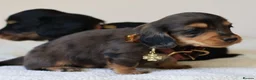 Miniature Dachshund dogs for sale: 5*Licensed+ LongHaired+KCreg+PraClear+Vetchecked - Advert 40