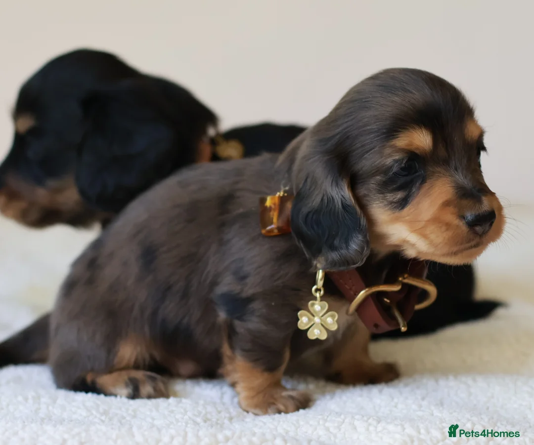 Miniature Dachshund dogs for sale: 5*Licensed+ LongHaired+KCreg+PraClear+Vetchecked - Advert 40